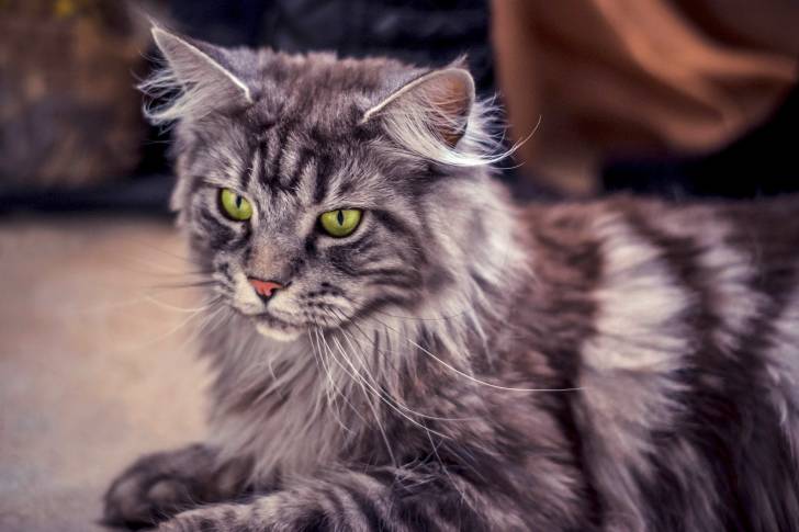 Un vieux Maine Coon allongé sur le sol