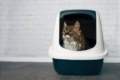 Un jeune chat Maine Coon brun rayé et blanc installé dans sa litière couverte regarde à l'extérieur