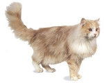 Maine Coon - Maine Coon