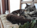 Le Maine Coon - Maine Coon