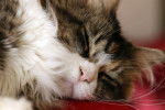 Le Maine Coon - Maine Coon
