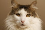 Le Maine Coon - Maine Coon