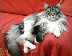 Un Maine Coon installé sur un divan rouge