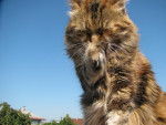Le Maine Coon - Maine Coon