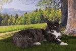 Photo Maine Coon