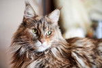 Un Maine Coon aux yeux verts allongé