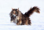 Un beau Maine Coon tricolore court dans la neige