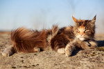 Photo Maine Coon