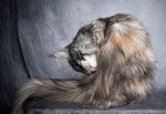 Un Maine Coon isabelle fait sa toilette