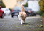 Un Maine Coon roux et blanc marche en ville à côté des voitures