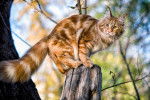 Un Maine Coon roux perché sur un tronc d'arbre