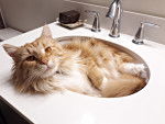 Un Maine Coon roux et blanc allongé dans un lavabo