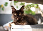 Photo Maine Coon