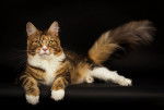 Photo Maine Coon