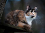 Photo Maine Coon