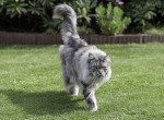 Photo Maine Coon