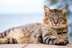 Un Maine Coon brun tabby