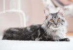 Un Maine Coon gris tabby aux yeux orange