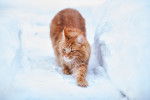 Un Maine Coon en train d'avancer sur la neige