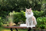 Un Maine Coon assis sur une table de jardin en bois
