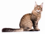 Photo Maine Coon