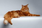 Photo Maine Coon