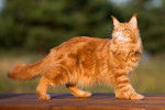 Photo Maine Coon