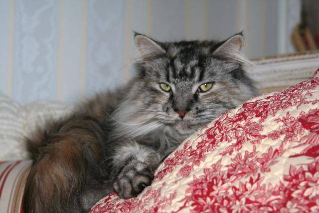 Maine Coon Biscotte - Maine Coon