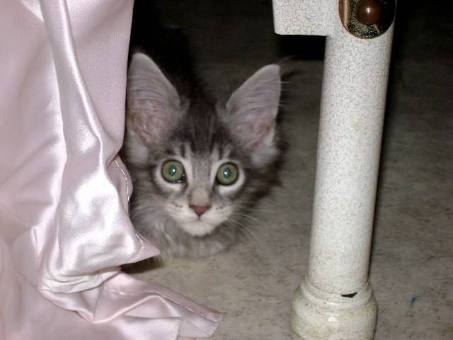 Ma petite Lili/Maine Coon - Maine Coon