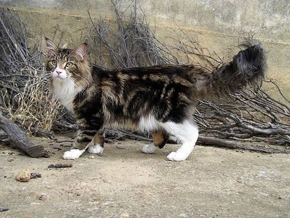 Un Maine Coon debout à côté des branchages