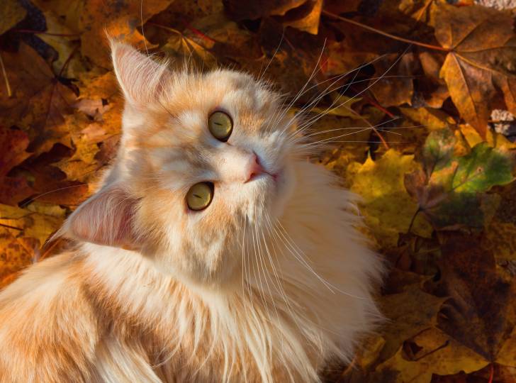 Un Maine Coon roux au milieu des feuilles d'automne