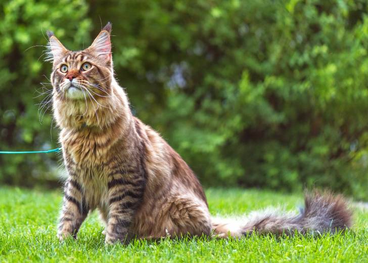 Un Maine Coon assis dans un parc