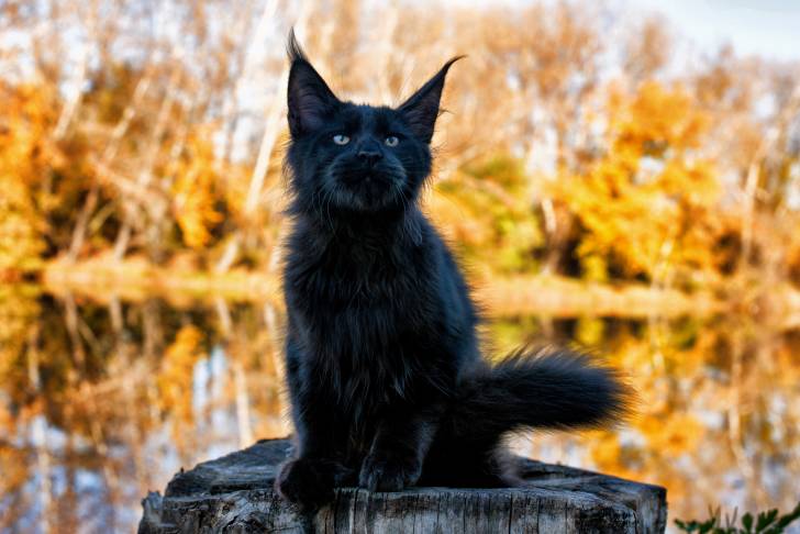 Un Maine Coon noir assis sur un tronc d'arbre