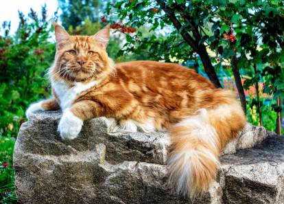 Maine Coon roux et blanc allongé sur une pierre