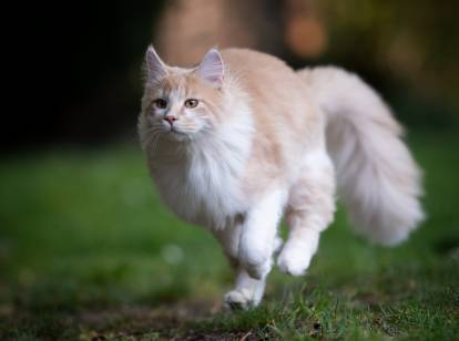 Un beau Maine Coon blanc et roux court dans le jardin