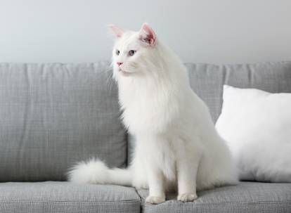 Un magnifique Maine Coon blanc aux yeux bleus assis sur un canapé