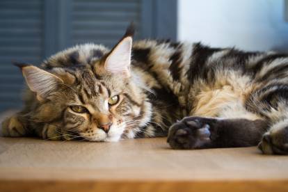 Un vieux Maine Coon fatigué allongé sur une table