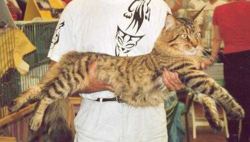 Maine Coon - Maine Coon