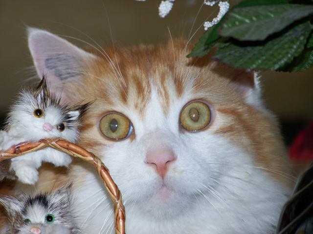 MAINE COON - Maine Coon