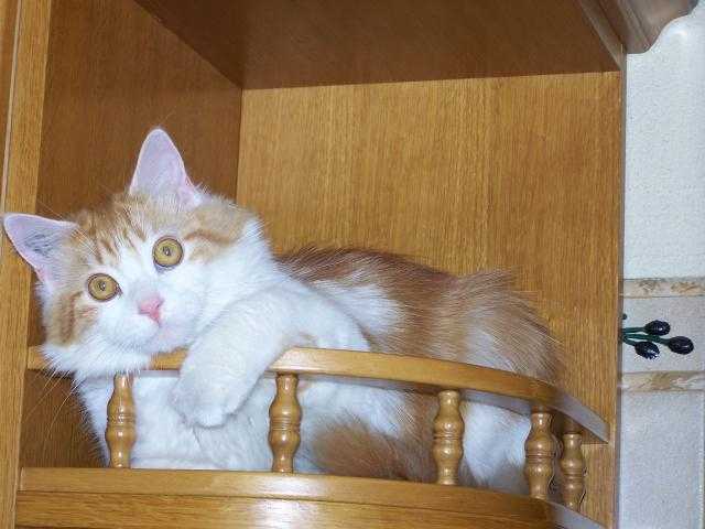 Chataigne Maine Coon - Maine Coon