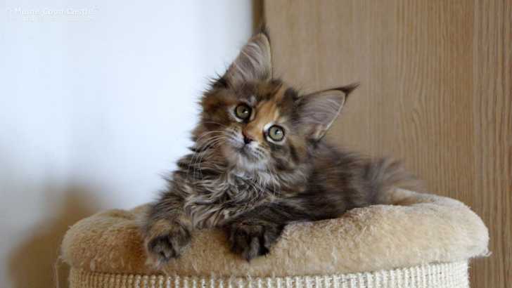 Le Maine Coon - Maine Coon