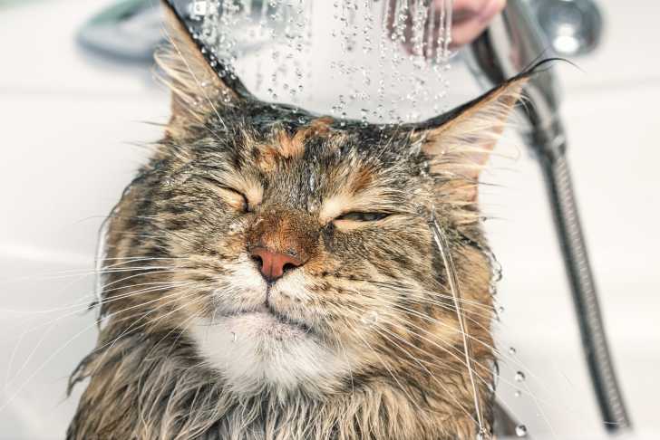 Un Maine Coon prenant sa douche