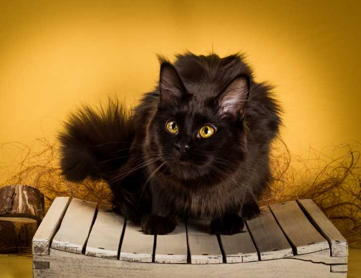 Un Maine Coon noir sur un fond jaune