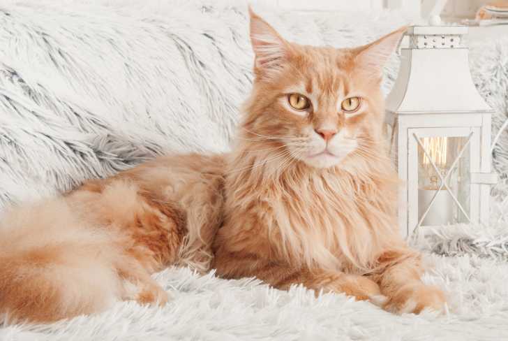 Un Maine Coon roux allongé sur un drap blanc
