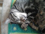 fripouille - Chartreux Mâle (3 ans)