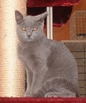 Chartreux - Chartreux