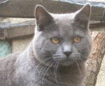 Chartreux - Chartreux