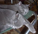 Chartreux - Chartreux