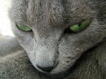 Kali (croisée chartreux) - Chartreux