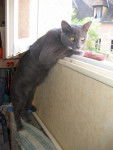 Tiboutch : chartreux - Chartreux